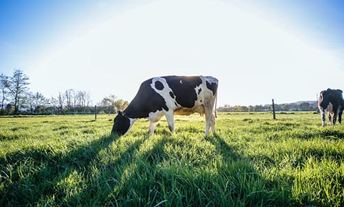 饲料成品及原料、添加剂检测